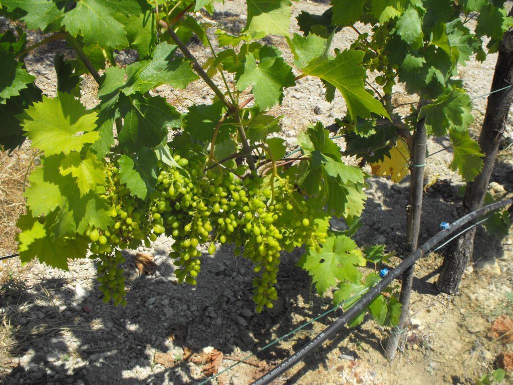 Agriturismoeloropizzuta Lido di Noto Luaran gambar